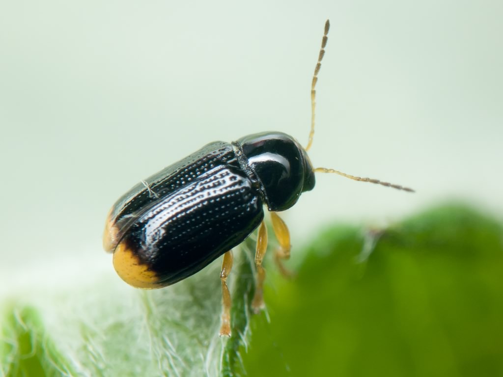 Cryptocephalus (Burlinius) chrysopus Gmelin, 1788
